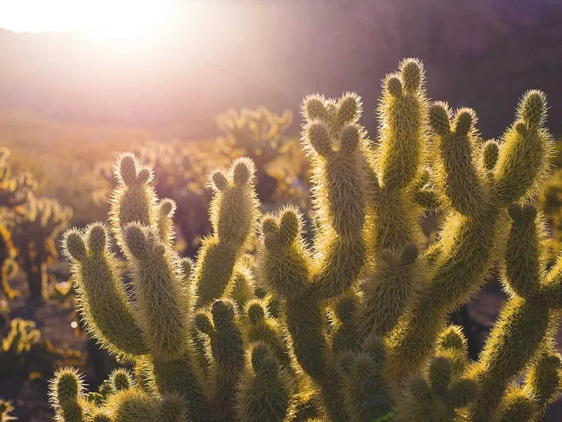 Bar O Cruceiro — Bar