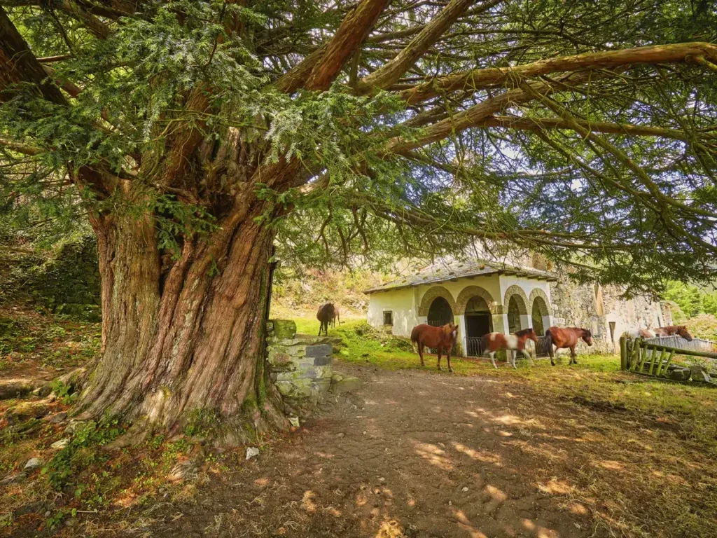 Texu de Santa Coloma — Naturaleza
